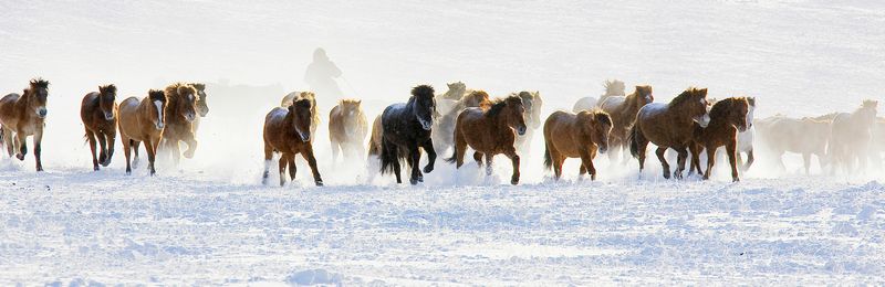 坝上风光-张向东