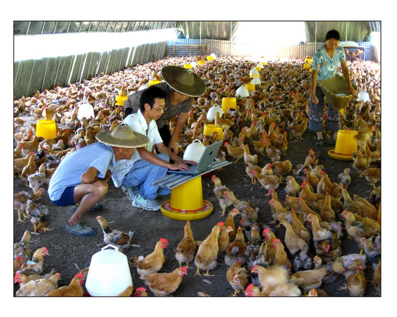 科技兴农-胡新芽